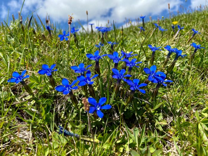 Alpenblumen-Exkursion am Betelberg